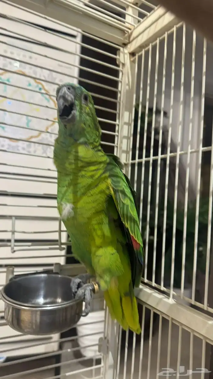 امزوني للبيع 3