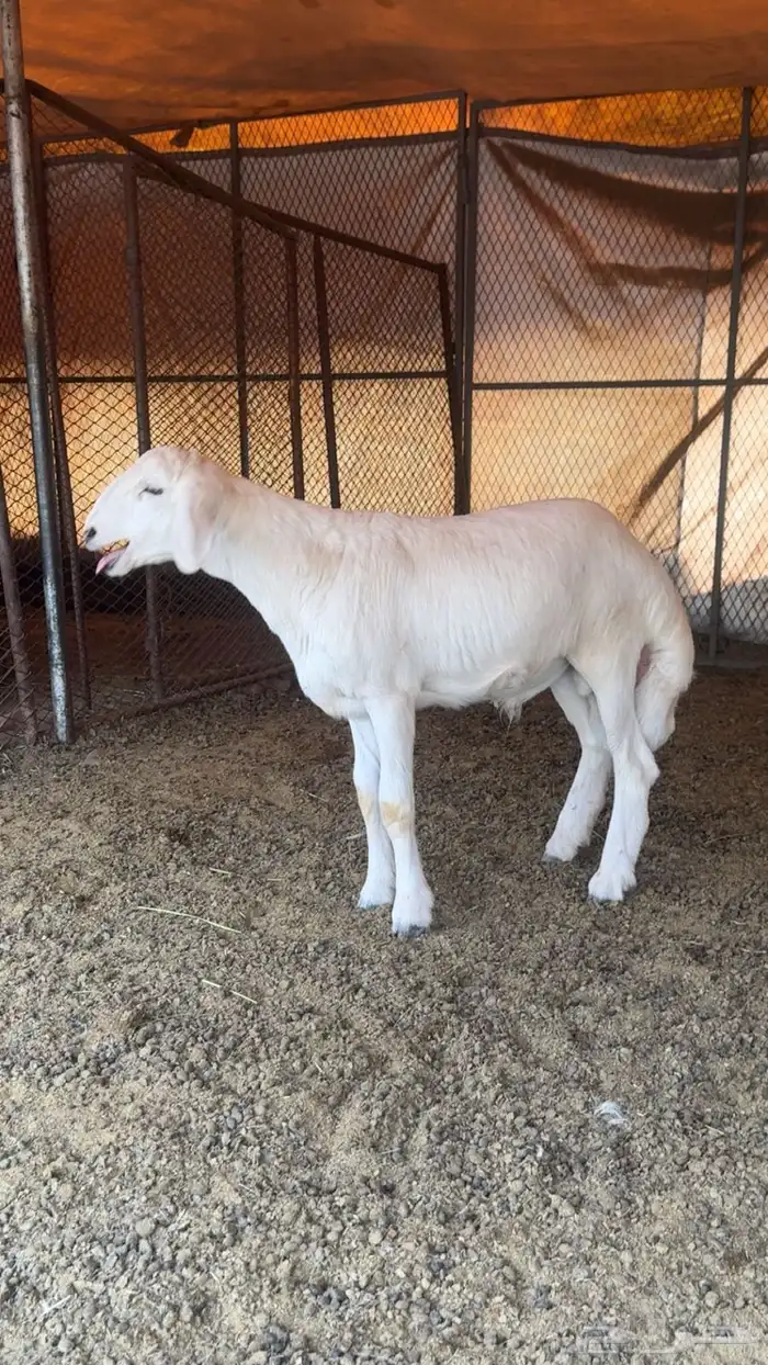 خاروف مشروع فحل ناجح 0