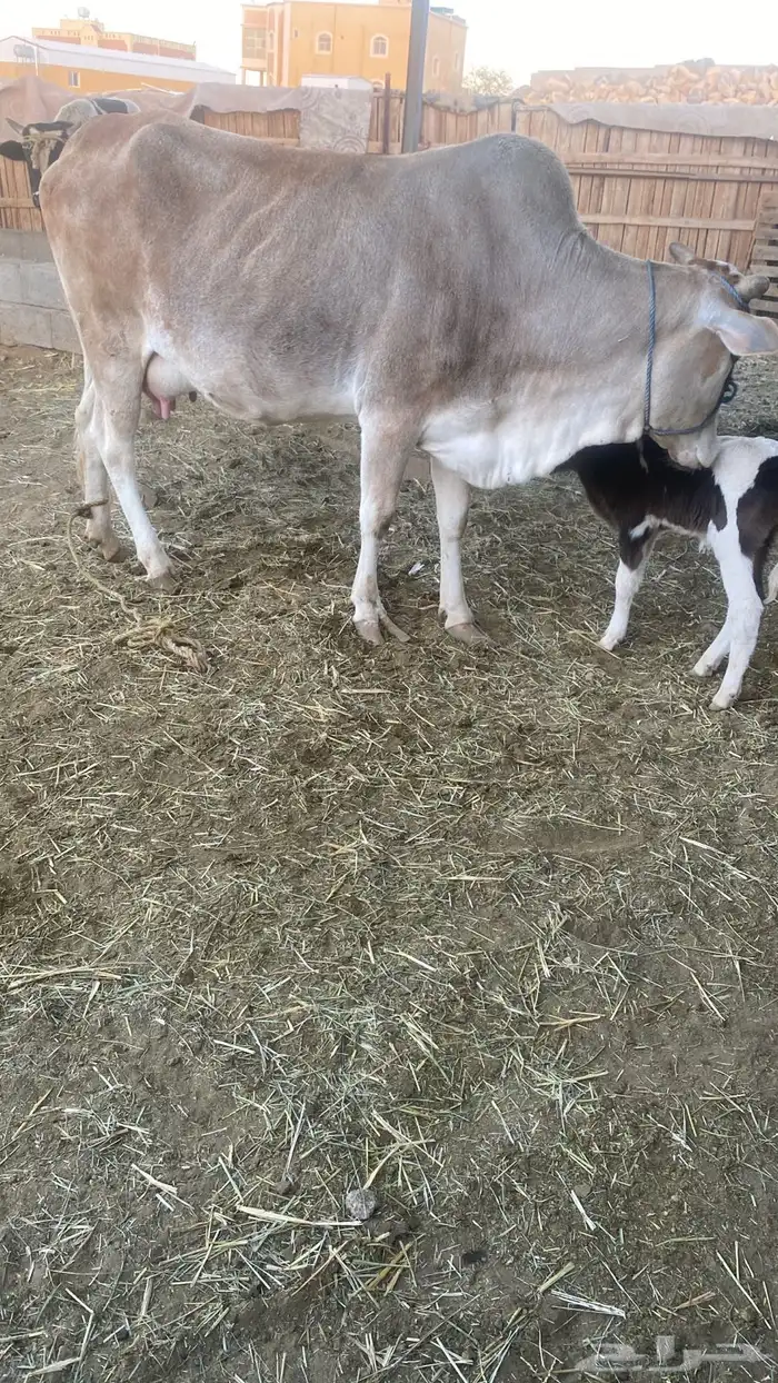 بقر للبيع 6