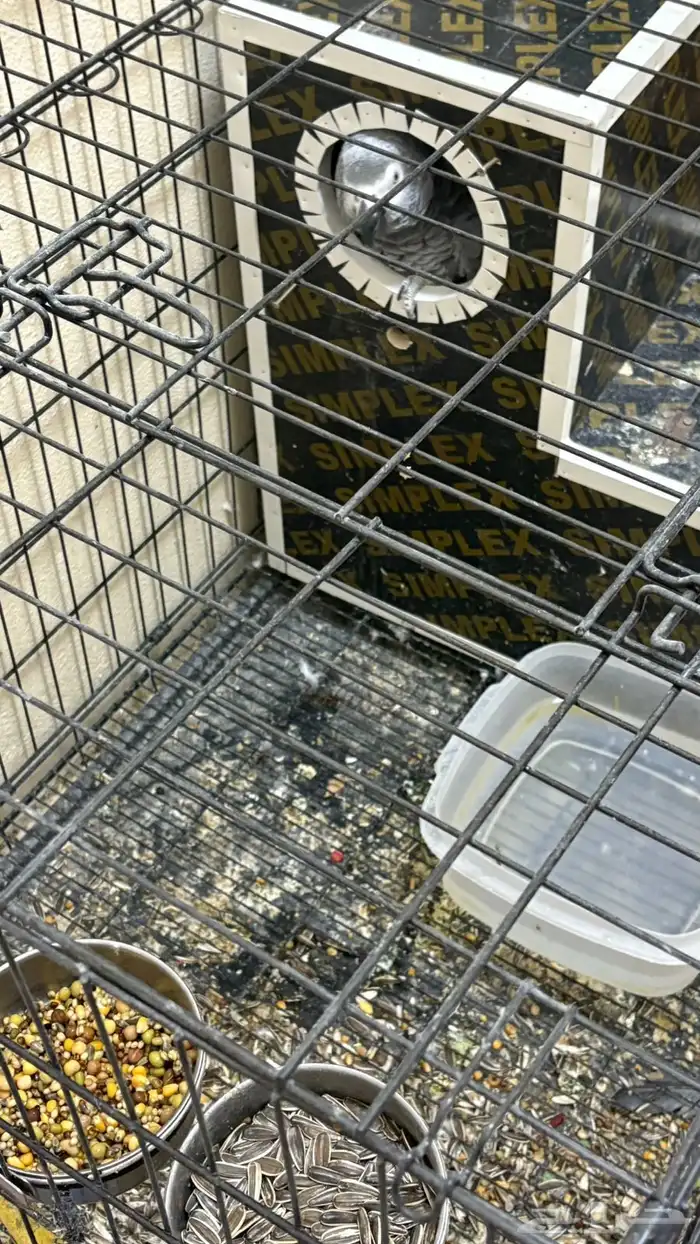 ببغاء كاسكو 0