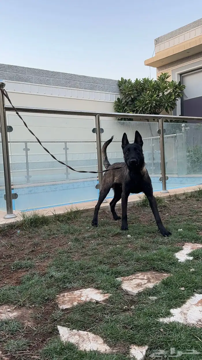 للبيع كلاب مالينو 2