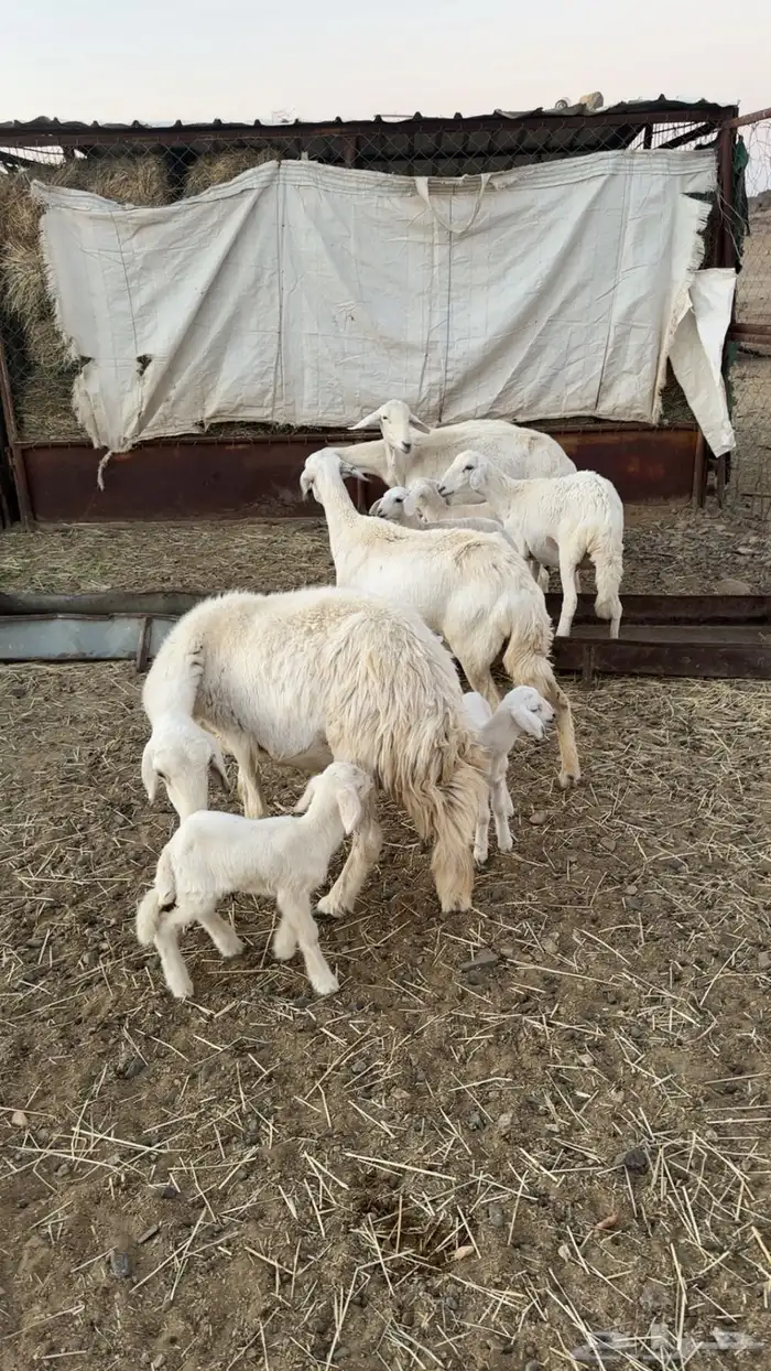 ضان شهران متابيع غنم مراح واحد وأسنان ونظافه شرط 6