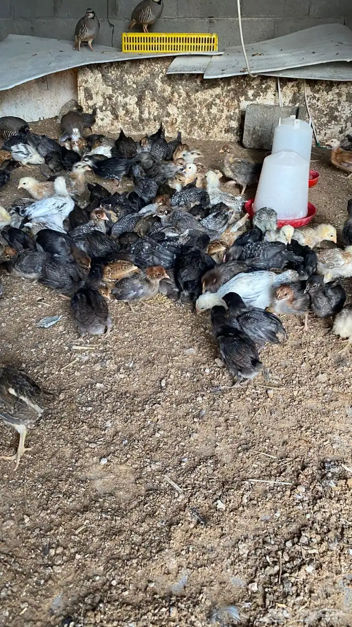 صيصان بلدي 0