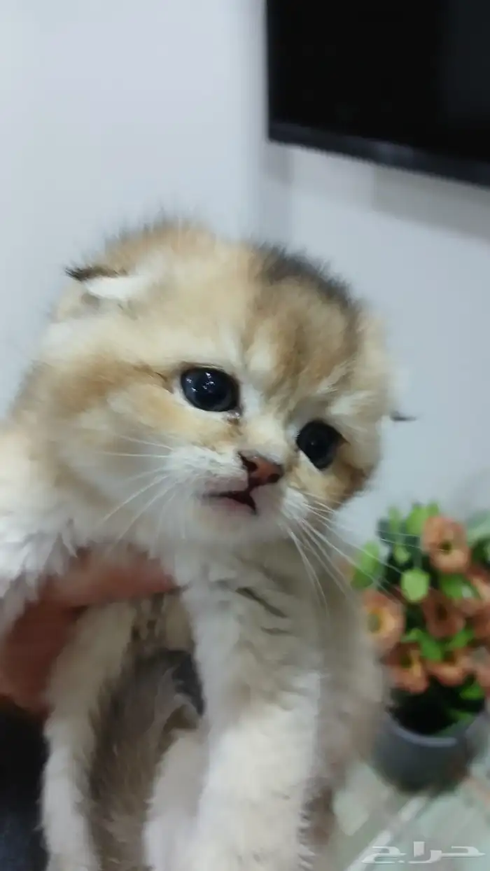 سكوتش فولد بالرياض للبيع 2