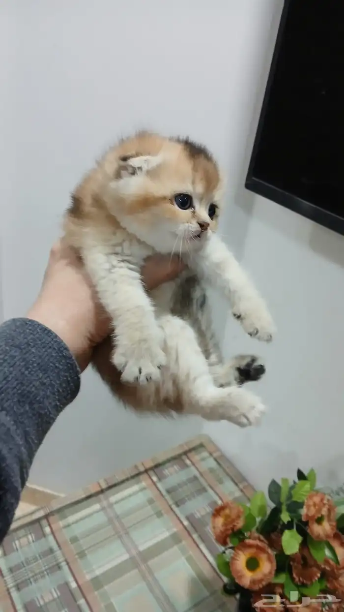 سكوتش فولد بالرياض للبيع 4