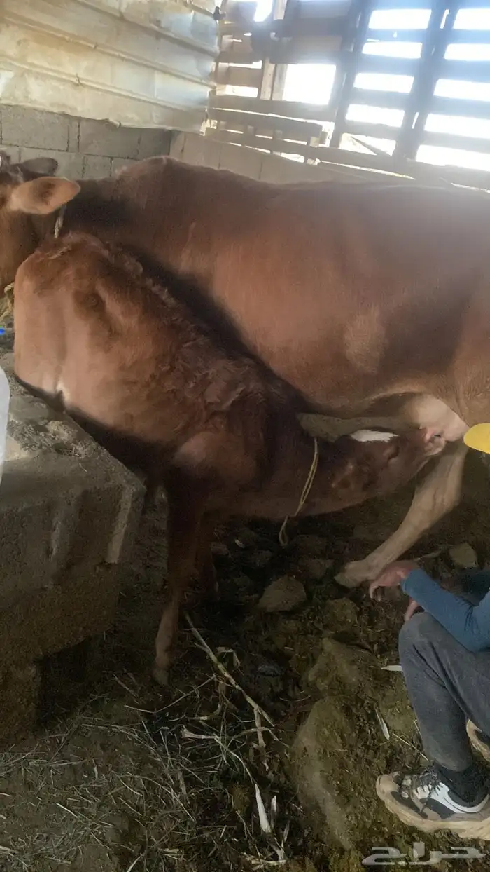 بقر للبيع 5