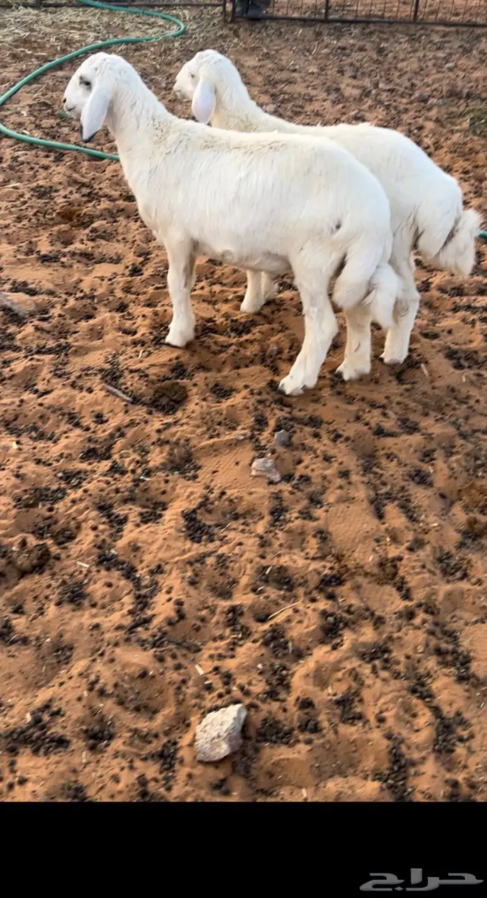 طليان اربع اشهور 0