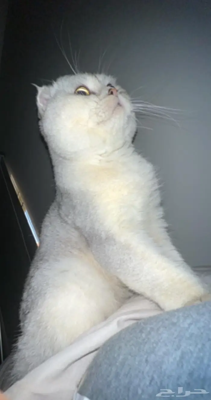 ذكر سكوتش فولد ns11 للبيع 0