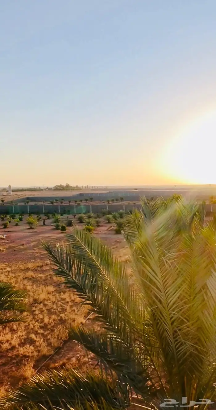 مزرعة للبيع ( حايل ) طريق حقروصين 2