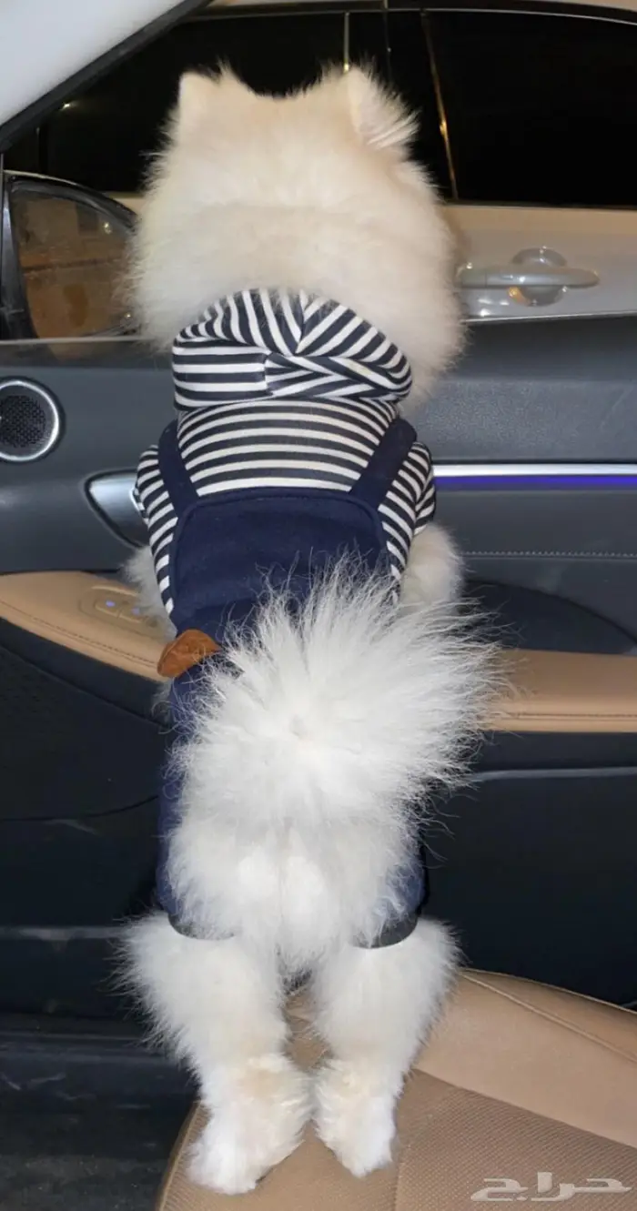 كلب بومرينيان بوبي أوكراني تدي فيس بيور 6