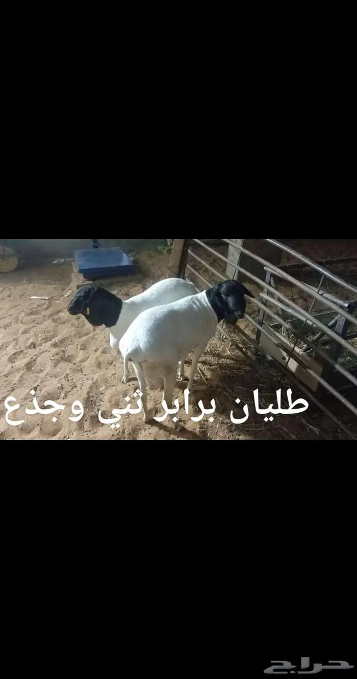 ذبايح. مع التوصيل 2