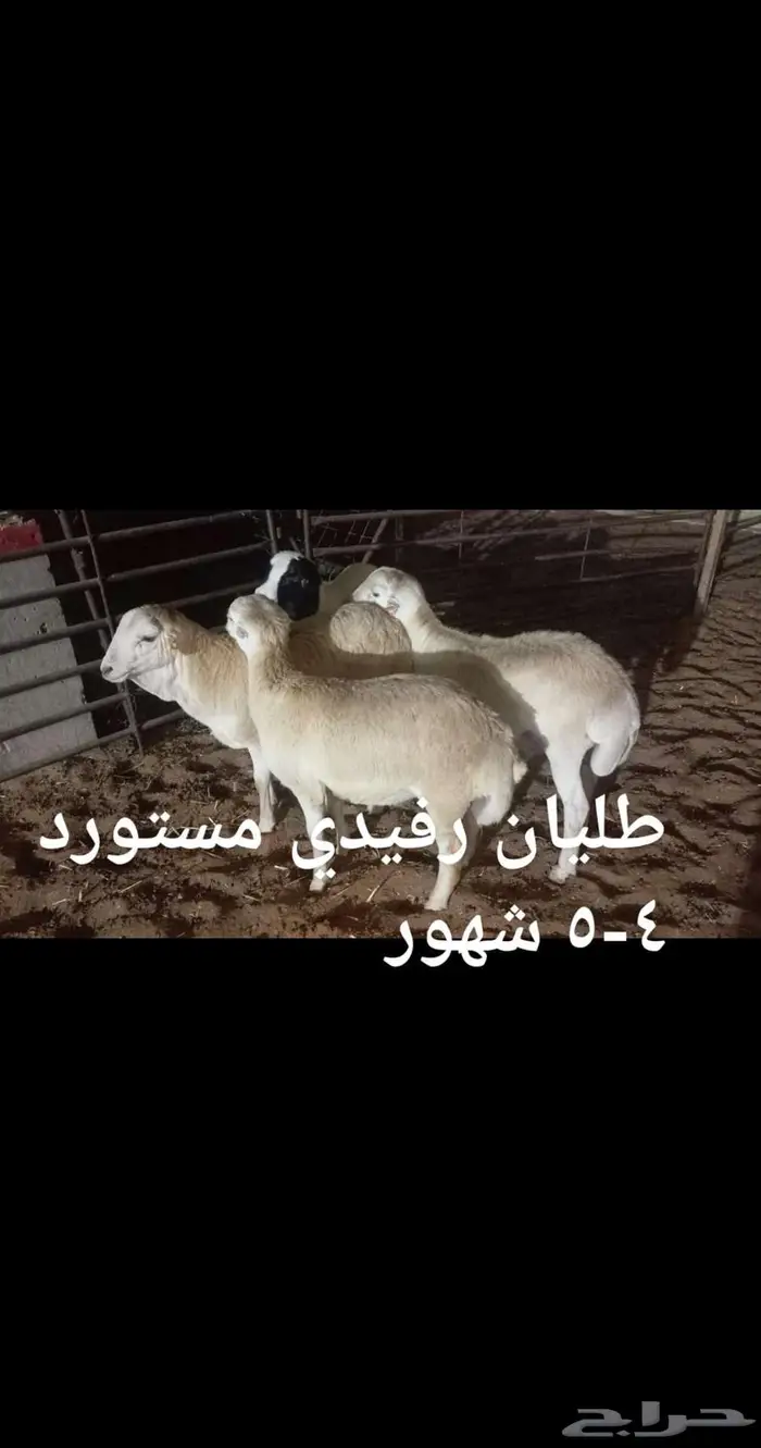 ذبايح. مع التوصيل 1