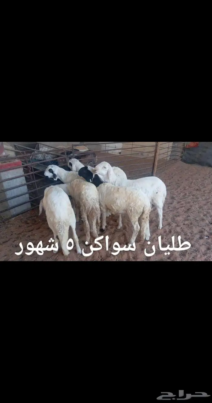 ذبايح. مع التوصيل 10