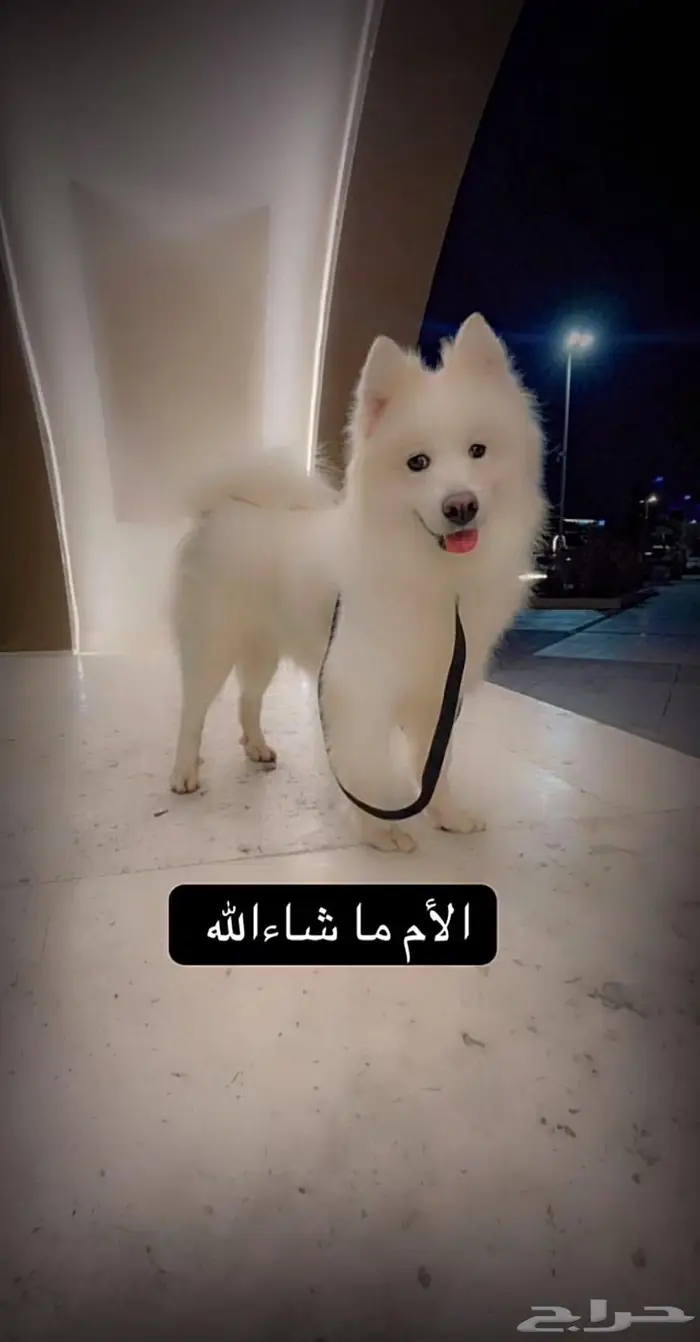 الخبر 1