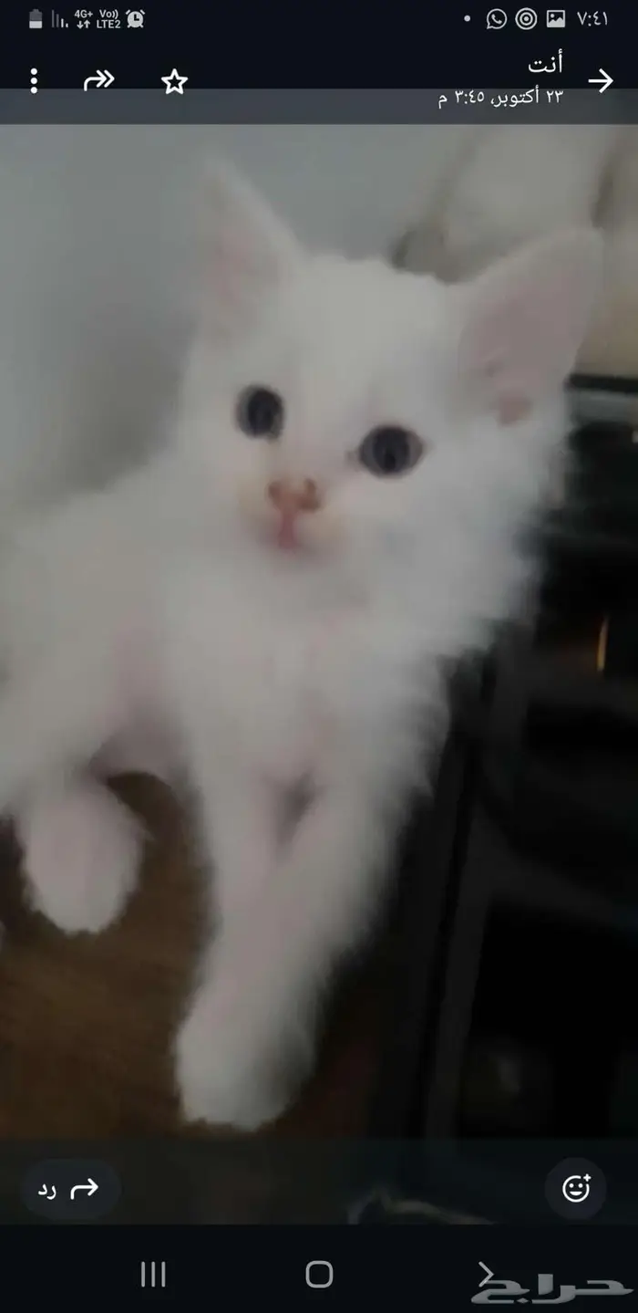 ثلاث قطط اعمارهم ثلاث شهور 0