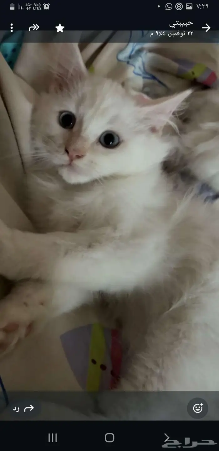 ثلاث قطط اعمارهم ثلاث شهور 1