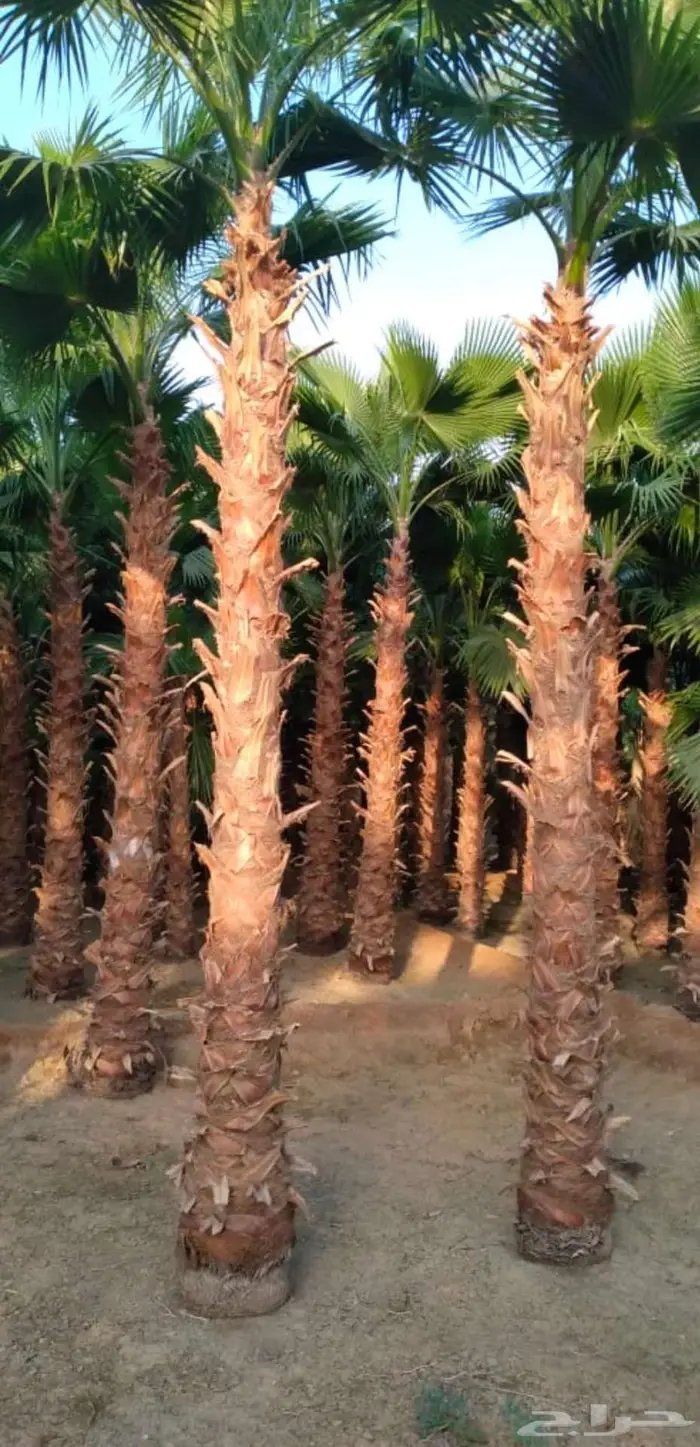 نخل واشنطني 2