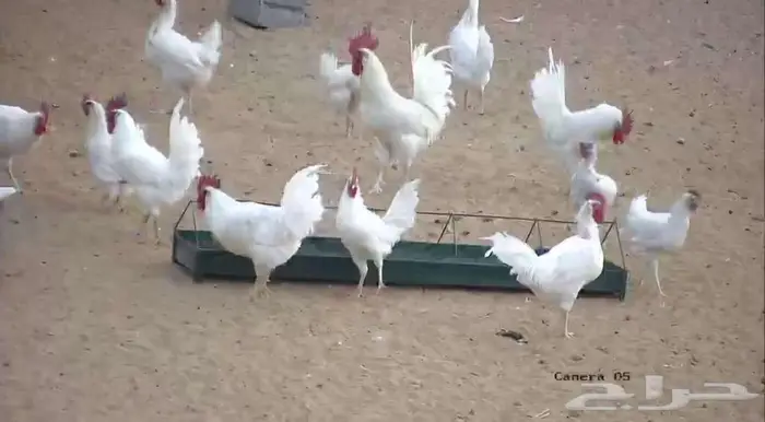 ديوك لوهمان ابيض 0