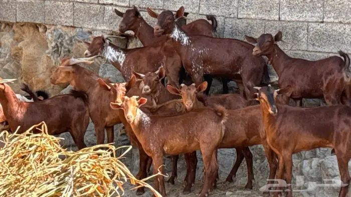 معزا دهم ووشح 14 بفحلها 7