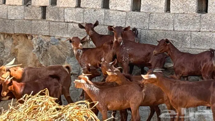 معزا دهم ووشح 14 بفحلها 5