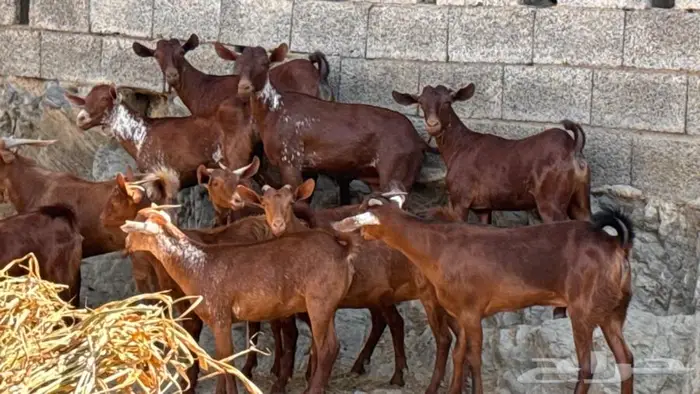 معزا دهم ووشح 14 بفحلها 2