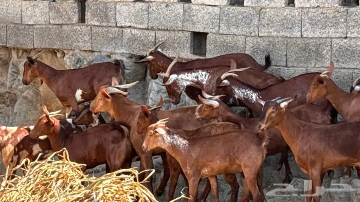 معزا دهم ووشح 14 بفحلها 10