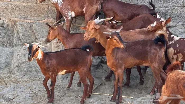 معزا دهم ووشح 14 بفحلها 11