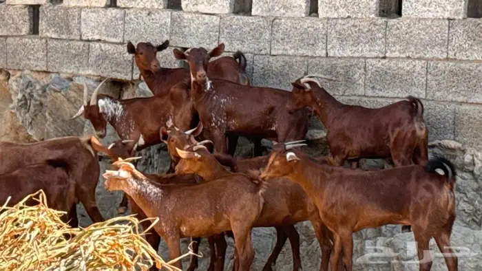 معزا دهم ووشح 14 بفحلها 6