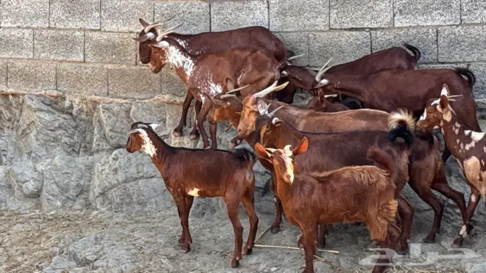 معزا دهم ووشح 14 بفحلها 9