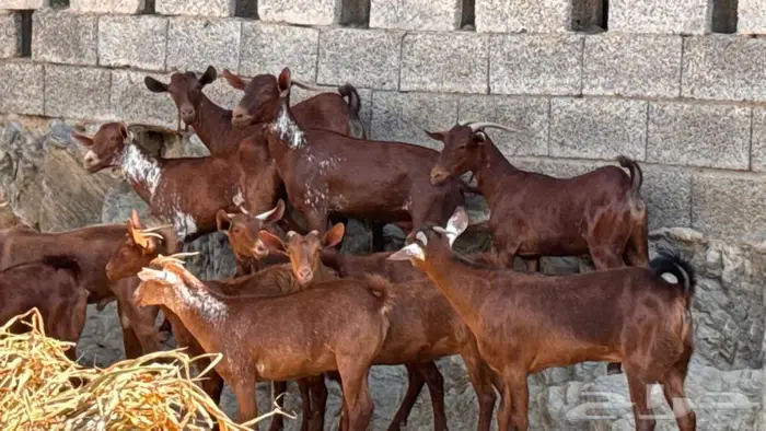 معزا دهم ووشح 14 بفحلها 1