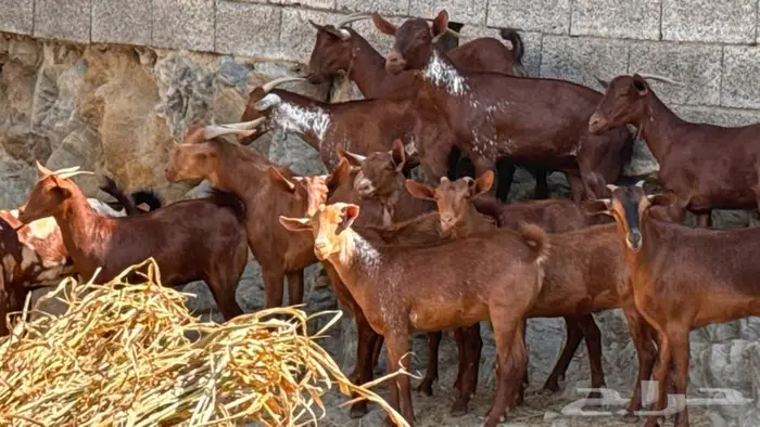 معزا دهم ووشح 14 بفحلها 8