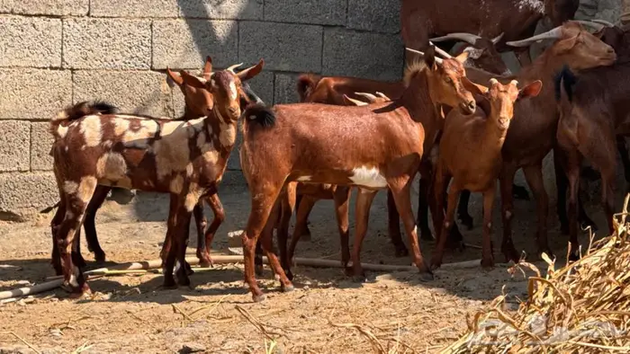 معزا دهم ووشح 14 بفحلها 12