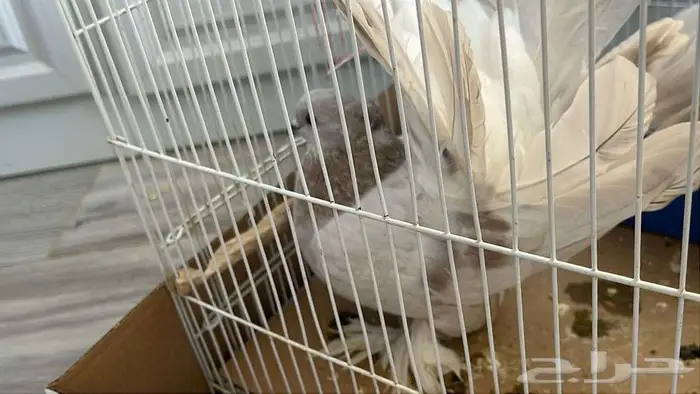 حمام هندي رقاص 0