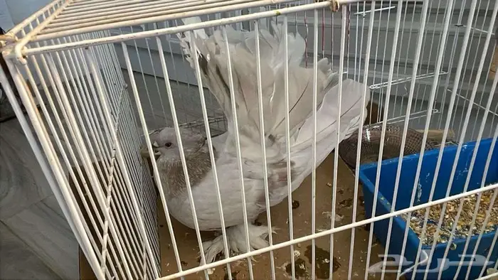 حمام هندي رقاص 1