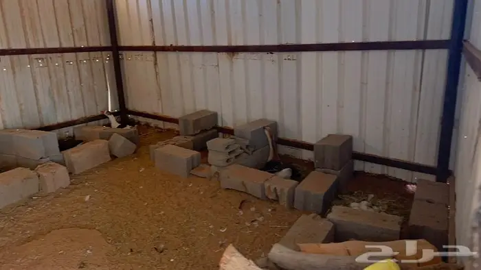 وز بلدي منتج 4