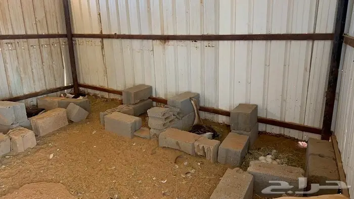 وز بلدي منتج 5