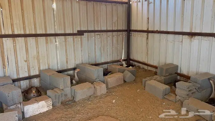 وز بلدي منتج 2