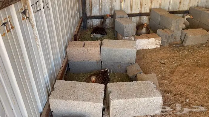 وز بلدي منتج 6