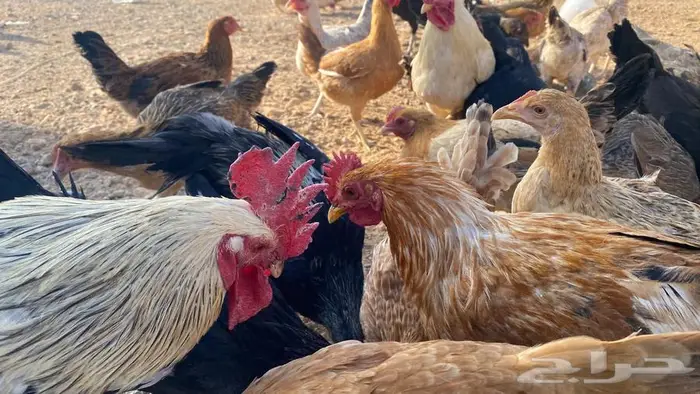 دجاج للبيع بلدي وتركي 8