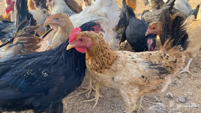 دجاج للبيع بلدي وتركي 7