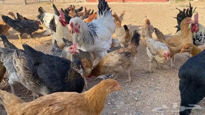 دجاج للبيع بلدي وتركي 15