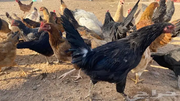 دجاج للبيع بلدي وتركي 6