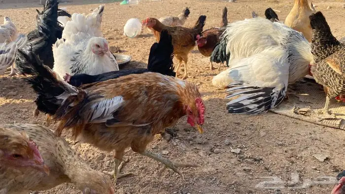 دجاج للبيع بلدي وتركي 12