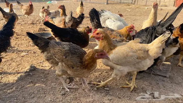 دجاج للبيع بلدي وتركي 5