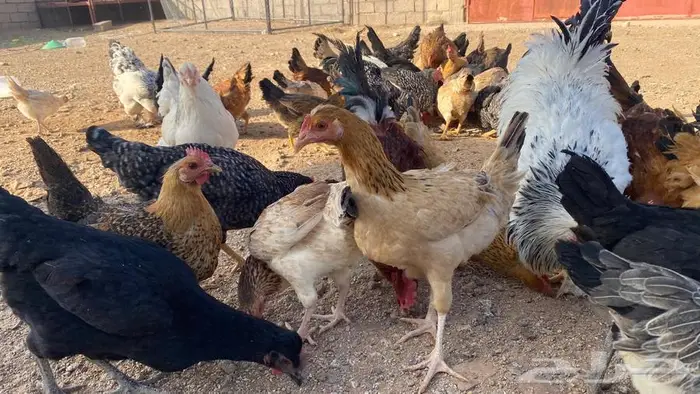 دجاج للبيع بلدي وتركي 9