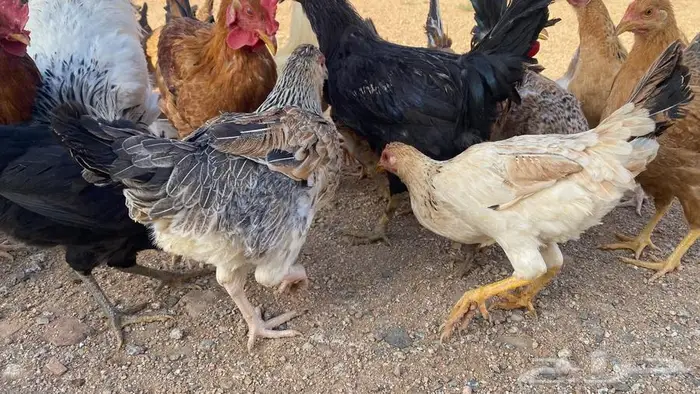 دجاج للبيع بلدي وتركي 13