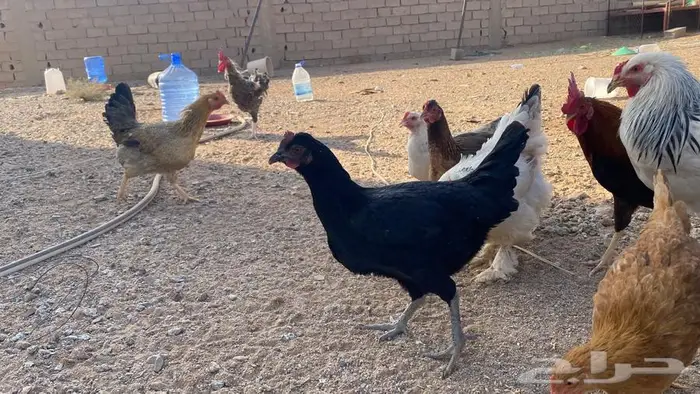 دجاج للبيع بلدي وتركي 11