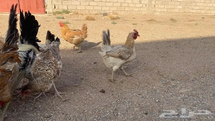 دجاج للبيع بلدي وتركي 16