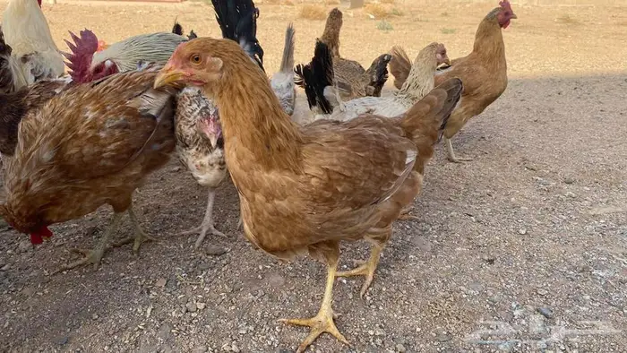دجاج للبيع بلدي وتركي 17