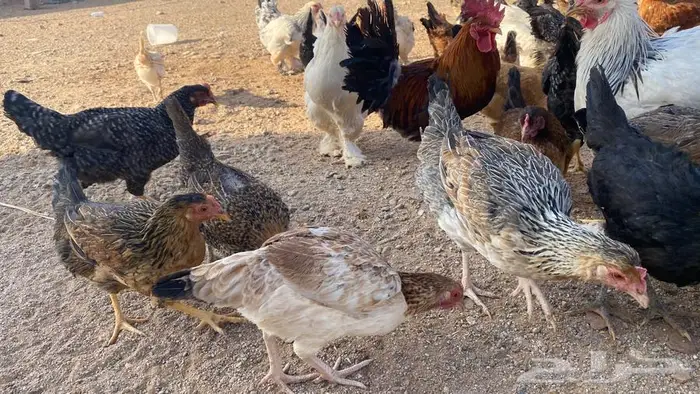 دجاج للبيع بلدي وتركي 14